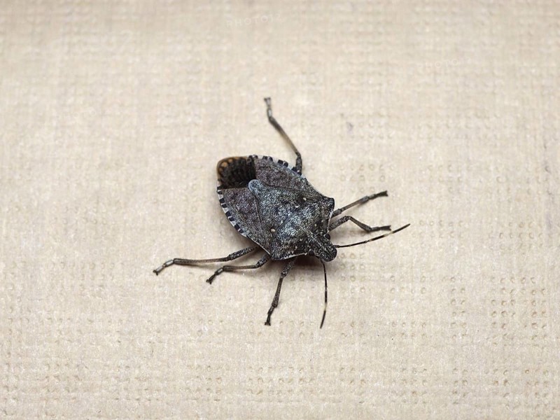 Brown marmorated stink bug insect animal