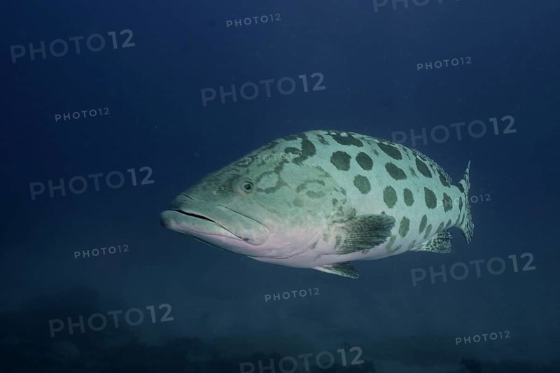 Potato grouper
