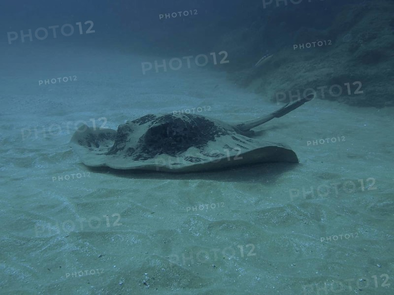 Blackspotted stingray