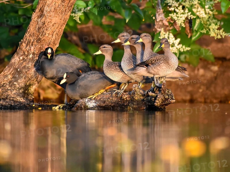 Brown-headed ducks