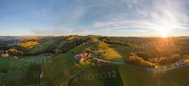 Aerial view of vineyards in the morning light