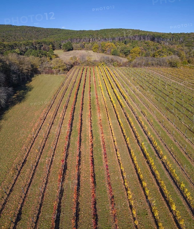 Aerial view of autumn vineyards