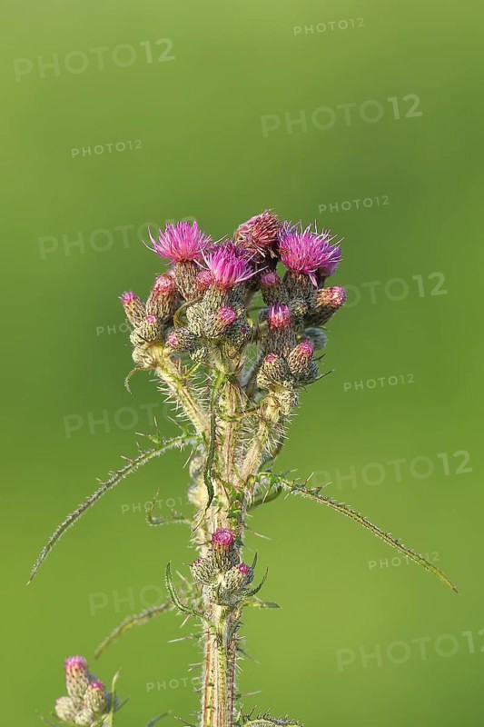 Marsh thistle