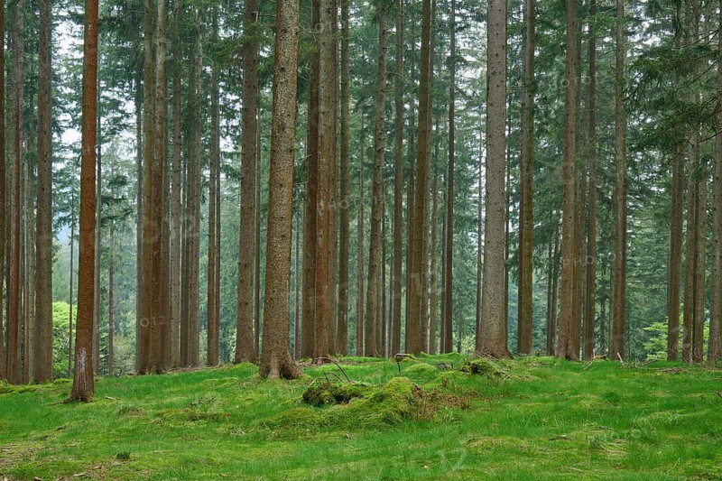 Fir forest with moss-covered ground and natural light
