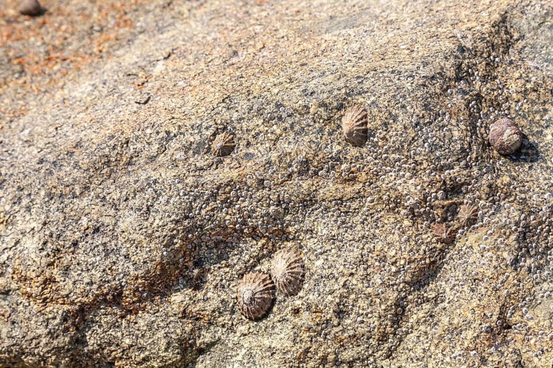 Limpets