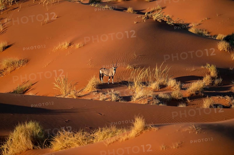 Oryx antelope standing on a red sand dune