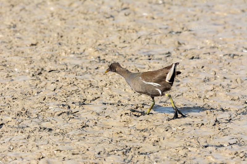 European or common rail