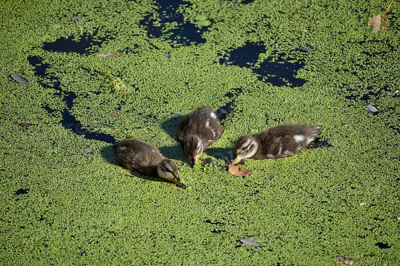 Chicks of free-ranging brown-headed ducks