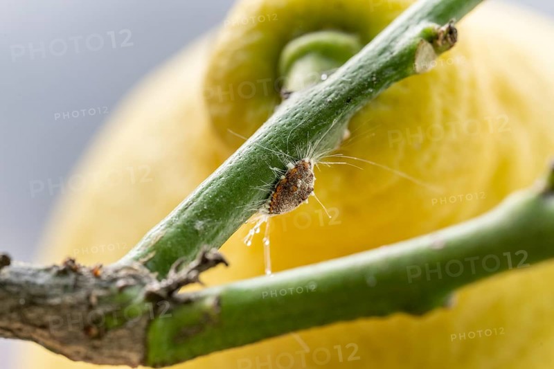 Citrus mealybug