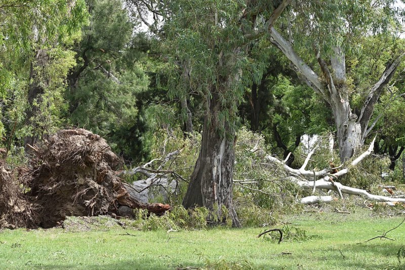 A fallen eucalyptus tree in the Bosques de Palermo park after a devastating storm on 18 12 2013 in Buenos Aires