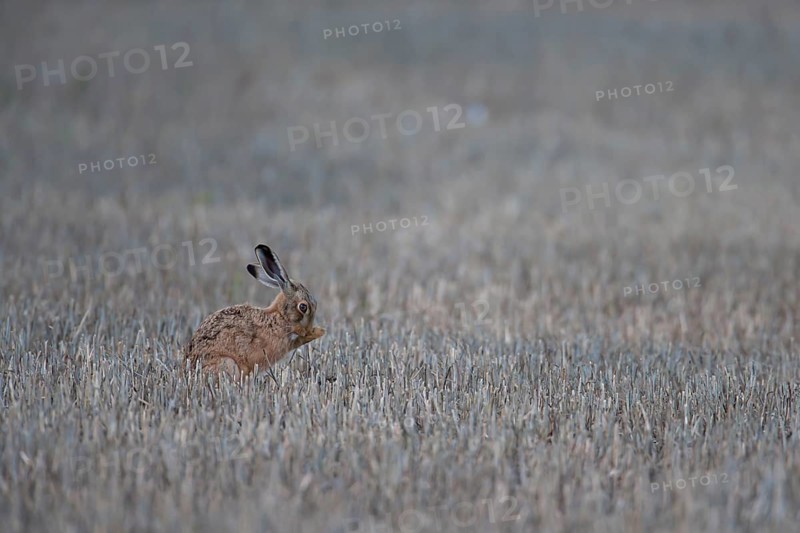 European brown hare