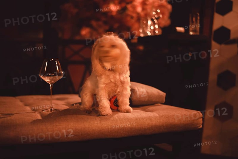 Image of a Maltese lapdog in a night bar with a fiery heater in the background