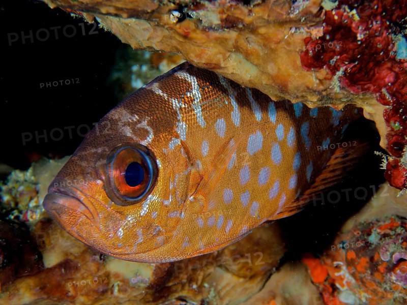Bigeye glasseye snapper