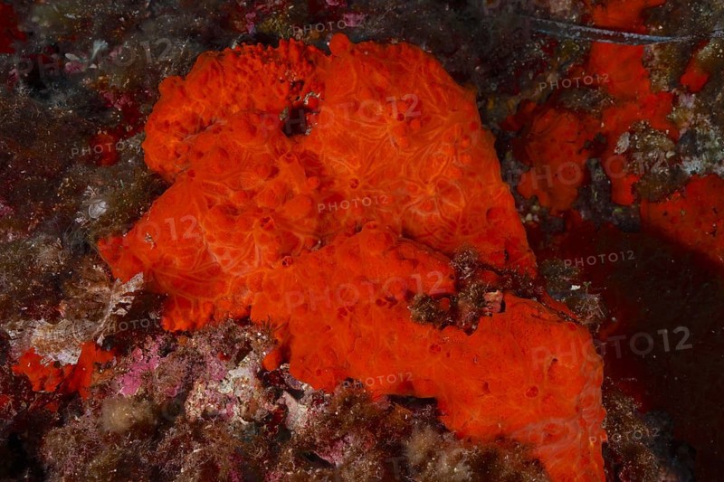 Orange upholstery sponge