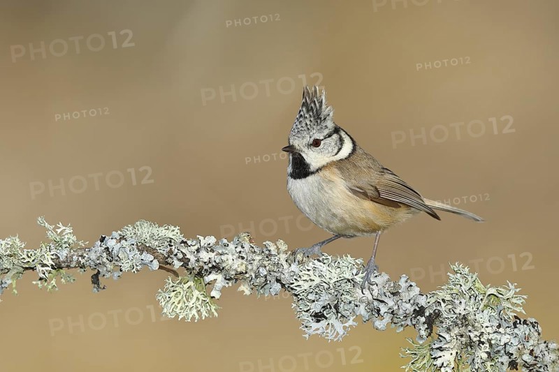 Crested tit