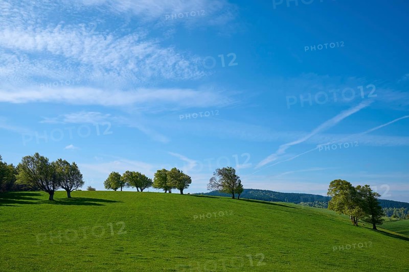 Meadow with copper beeches in spring