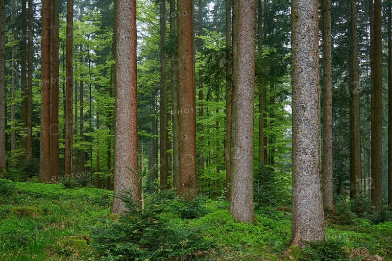 Dense fir forest with moss-covered ground and natural light