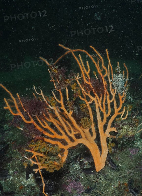 Palmate sea fan