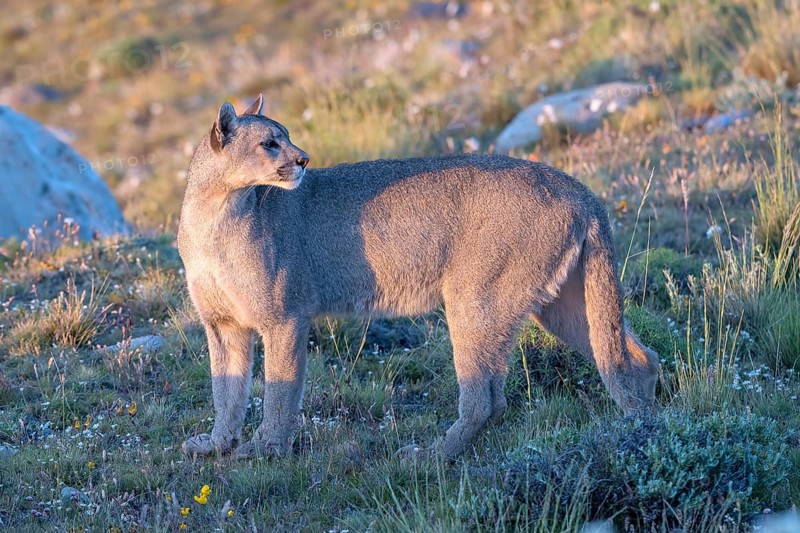 Cougar