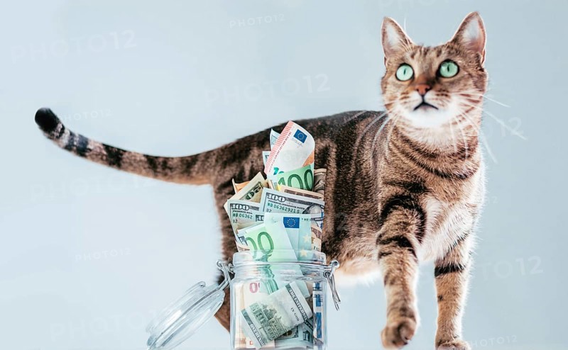 Cat posing on the background of a piggy bank. The concept of expenses for the maintenance of thoroughbred breeds of pets.