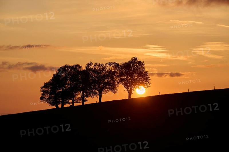 Wind beeches at sunset in spring