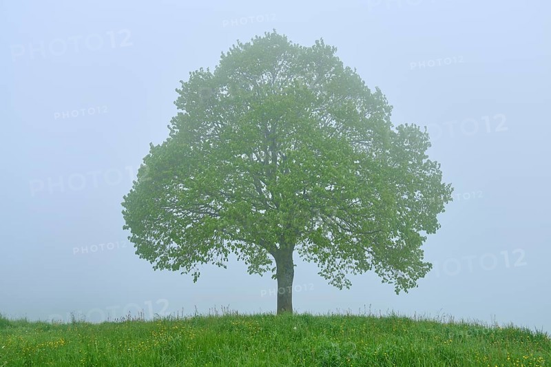 A single tree stands in the fog on a green meadow and conveys a calm atmosphere