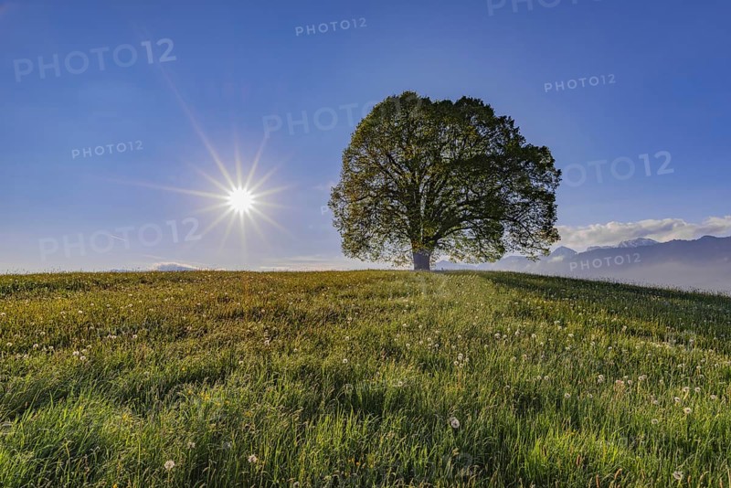 Peace lime tree