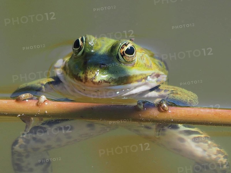 Portrait of the little water frog