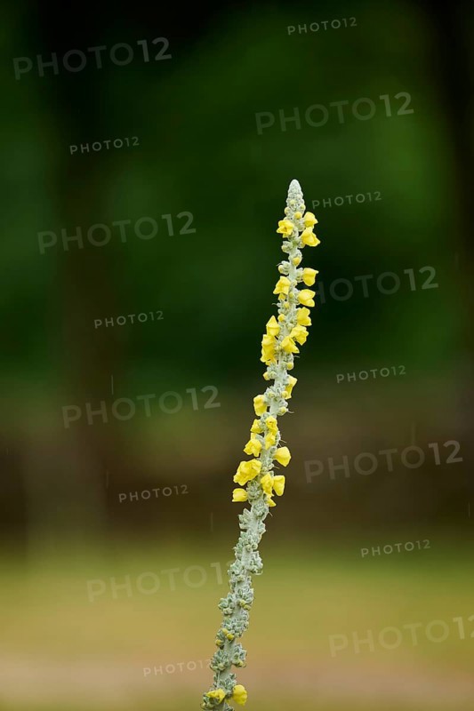 Great mullein