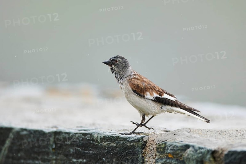 White-winged snowfinch