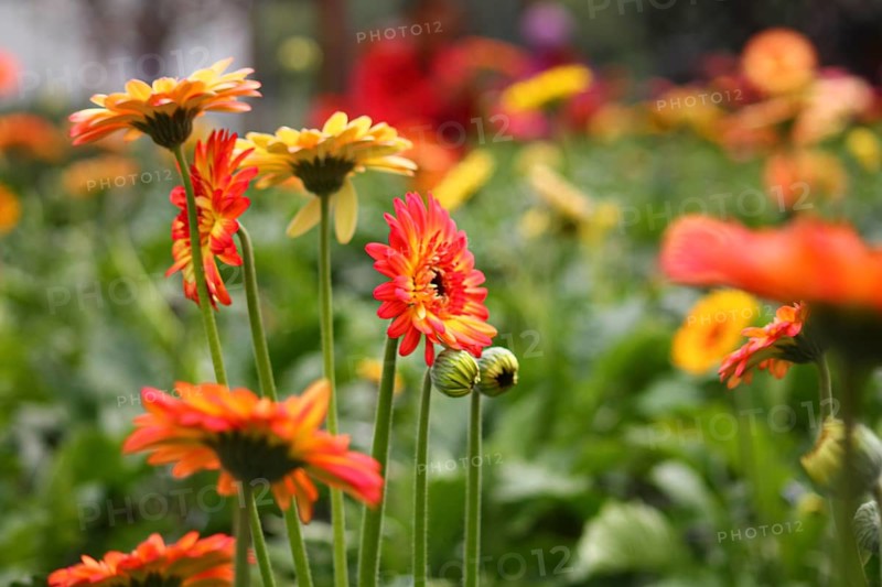 Orange and yellow gerbera daisies in full bloom with shallow depth of field