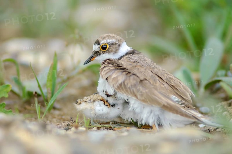 Little Ringed Plover