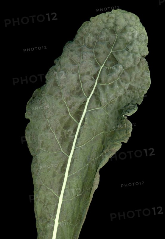 Black kale vegetables food