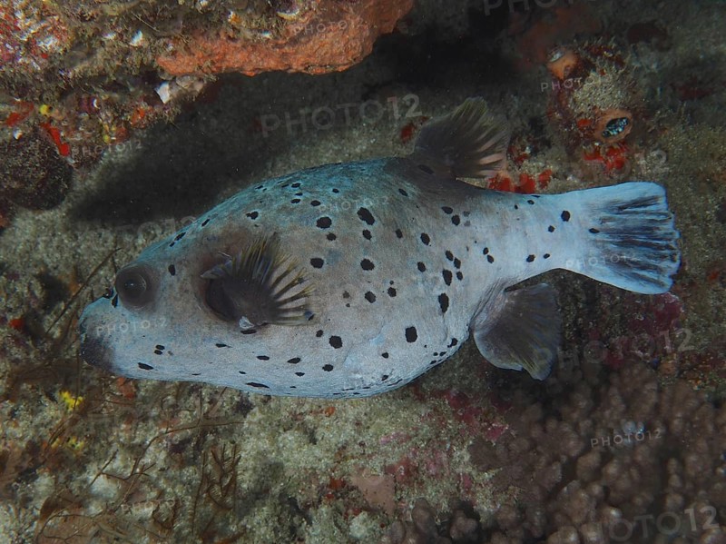 Blackspotted puffer