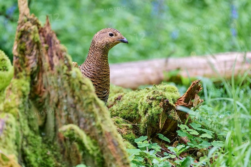 Black grouse