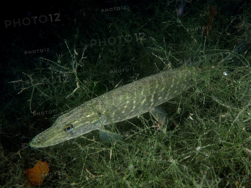 Pike