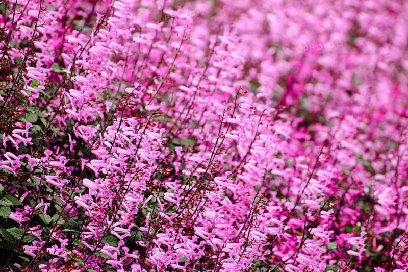 A sea of delicate pink flowers blanket the entire frame