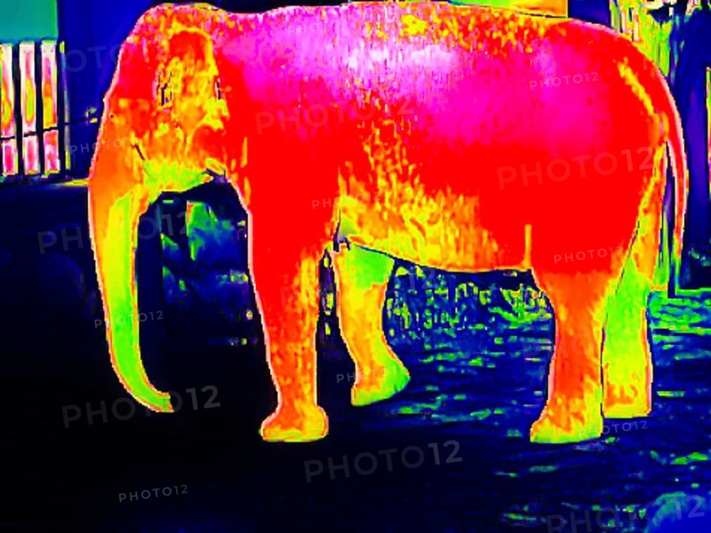 Elephant in the zoo