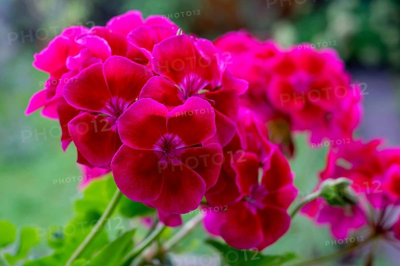 Geranium blossoms