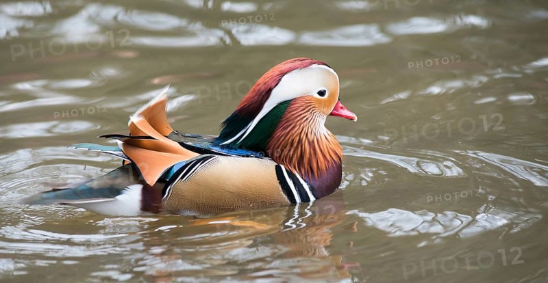 Colourful feathered Mandarin Duck