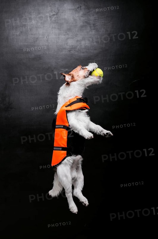 Purebred Jack Russell is played with the ball in the studio. Jumps up and catches him.