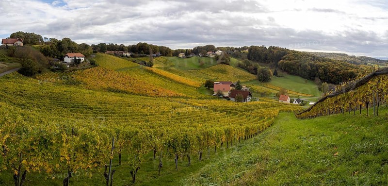 Vineyards in autumn