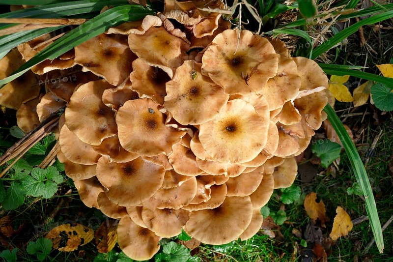 Ringless honey fungus