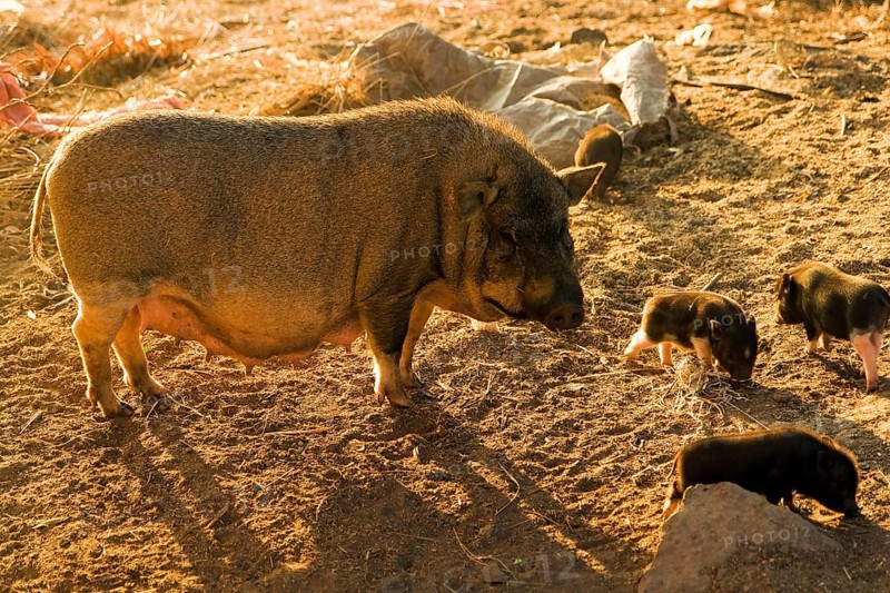 Pot-bellied pig with young