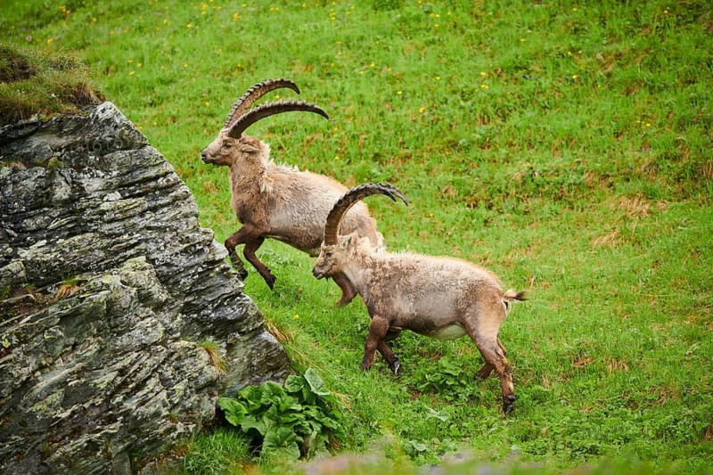 Alpine ibex