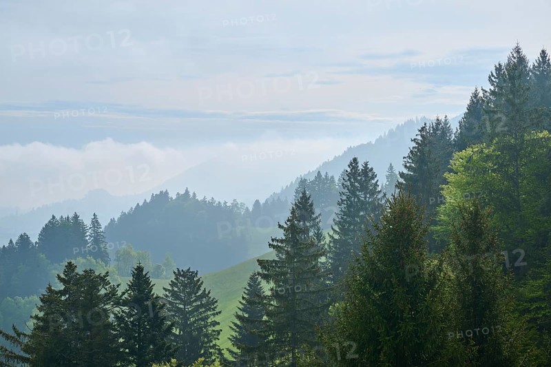 A mountainous landscape with lush green trees and wafts of mist in the background