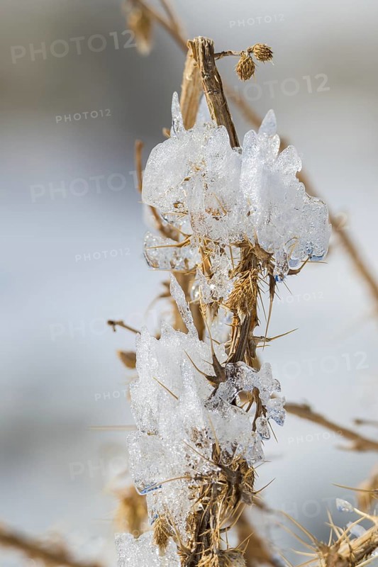 Sculptures created by ice