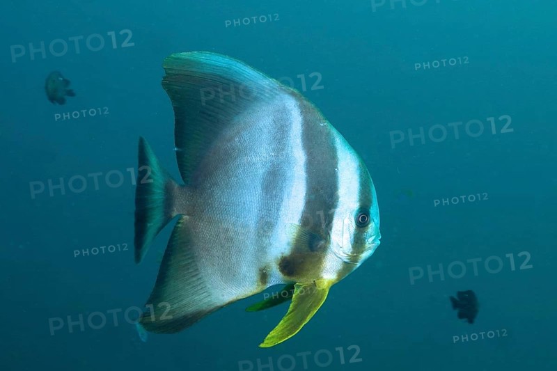 Longfin batfish