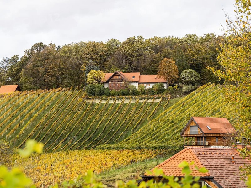 Vineyards in autumn