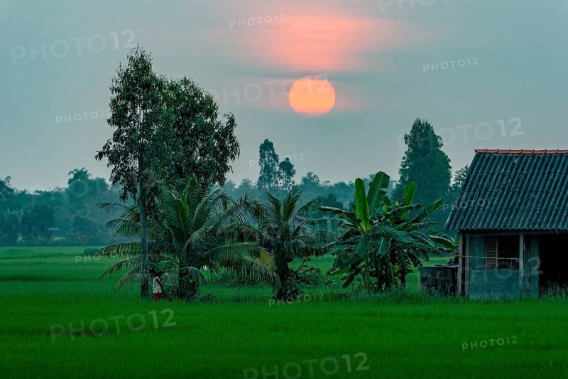 Rice fields in the Mekong Delta in the evening
